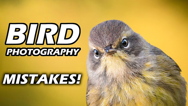 5 Basic Bird Photography Mistakes & How Pros Avoid Them (video 